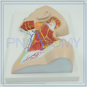 PNT-1633 2017 mais popular anatomia de plástico Nervos de Pescoço Região modelo